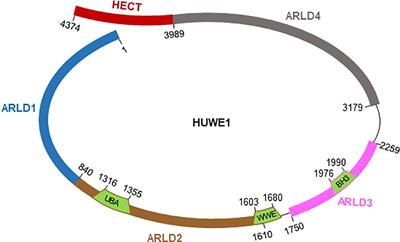 The giant E3 ligase HUWE1 is linked to tumorigenesis, spermatogenesis, intellectual disability, and inflammatory diseases